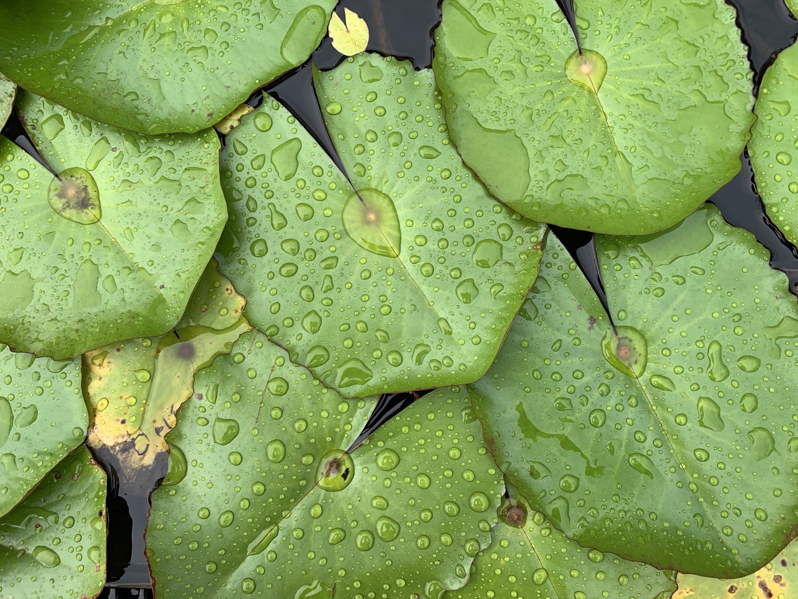 macthai-iphone-xs-and-xs-max-sample-photo-023